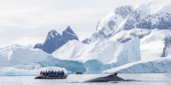 Humpback Whale, HX Expeditions